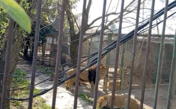 Liberan alerta tras caso de hombre que soltó leones en Ocoyoacac
