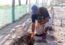 Aún estás a tiempo para ir a liberar tortugas en las playas de Michoacán