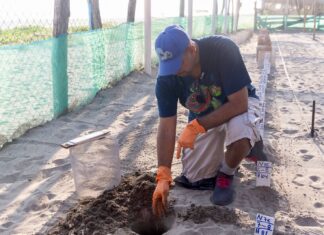 Aún estás a tiempo para ir a liberar tortugas en las playas de Michoacán