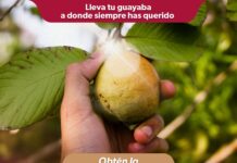 Indicación Geográfica, el sello que le da valor extra a la guayaba michoacana
