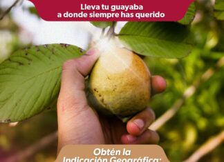 Indicación Geográfica, el sello que le da valor extra a la guayaba michoacana