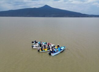 Gobierno de Michoacán siembra mil ejemplares de achoque en el lago de Pátzcuaro