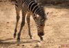¡Bienvenido a casa! Nace cebra de Grant en el Zoológico de Morelia