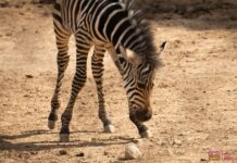¡Bienvenido a casa! Nace cebra de Grant en el Zoológico de Morelia