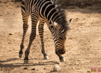 ¡Bienvenido a casa! Nace cebra de Grant en el Zoológico de Morelia
