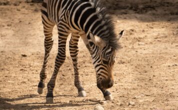 ¡Bienvenido a casa! Nace cebra de Grant en el Zoológico de Morelia