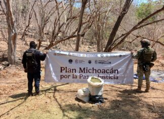 SSP y Defensa incineran 12 mil 600 plantas de mariguana