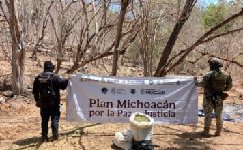 SSP y Defensa incineran 12 mil 600 plantas de mariguana