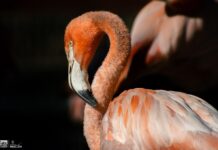 Más de 70 flamencos engalanan el Zoológico de Morelia ¡Ve a conocerlos!