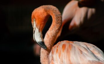 Más de 70 flamencos engalanan el Zoológico de Morelia ¡Ve a conocerlos!