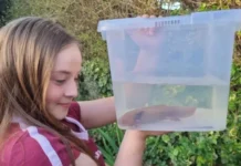 Misterio en Reino Unido: encuentran un ajolote en un río de Gales