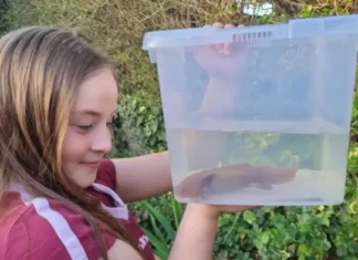 Misterio en Reino Unido: encuentran un ajolote en un río de Gales