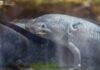 Zoológico de Morelia llevará ciencia para el rescate del ajolote a EE.UU.
