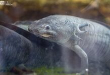 Zoológico de Morelia llevará ciencia para el rescate del ajolote a EE.UU.