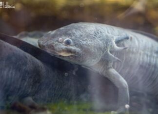 Zoológico de Morelia llevará ciencia para el rescate del ajolote a EE.UU.