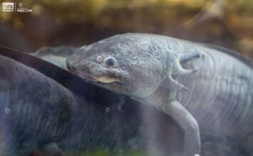 Zoológico de Morelia llevará ciencia para el rescate del ajolote a EE.UU.