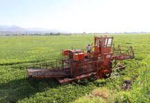 Arranca limpieza en la presa Malpaís para combatir el lirio acuático y proteger el agua: Bedolla