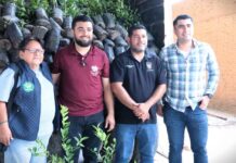 Impulso histórico al limón michoacano; avanza renovación de huertas en Tierra Caliente