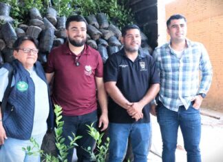 Impulso histórico al limón michoacano; avanza renovación de huertas en Tierra Caliente