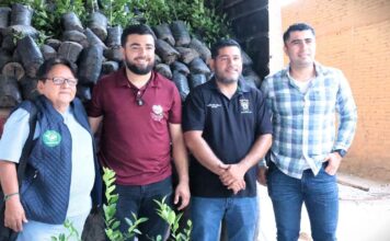 Impulso histórico al limón michoacano; avanza renovación de huertas en Tierra Caliente