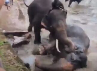 Tragedia en la India: una turista pierde la vida tras quedar atrapada en una pelea entre elefantes