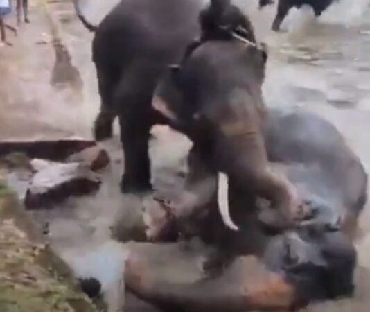 Tragedia en la India: una turista pierde la vida tras quedar atrapada en una pelea entre elefantes