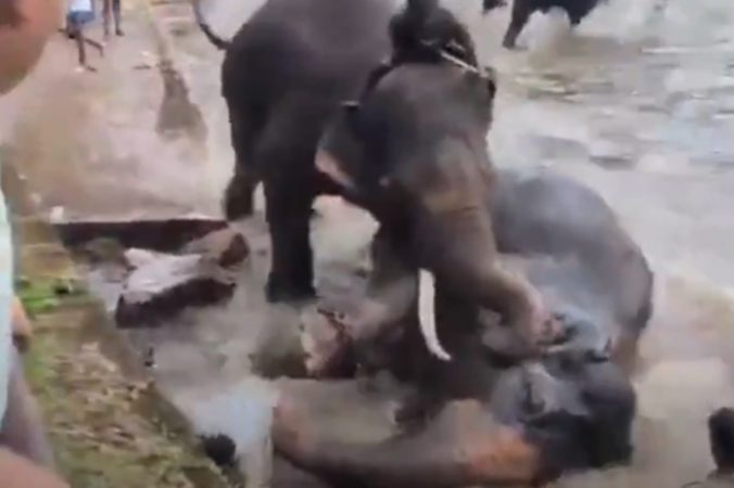 accidente-turista-elefantes-india-karnataka-676x450