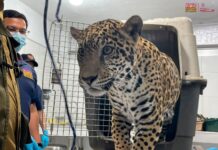 Zoológico de Morelia resguardará a jaguar asegurado por autoridades en Zitácuaro
