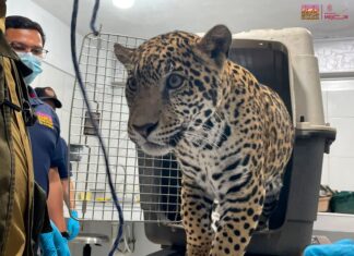 Zoológico de Morelia resguardará a jaguar asegurado por autoridades en Zitácuaro