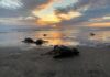 Nacen más de 6.7 millones de tortugas marinas en la Costa michoacana