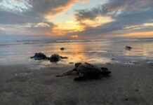 Nacen más de 6.7 millones de tortugas marinas en la Costa michoacana