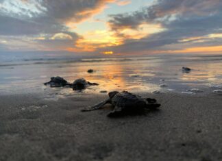 Nacen más de 6.7 millones de tortugas marinas en la Costa michoacana