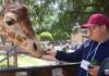 “Contando Manchas”: una experiencia para conocer y alimentar jirafas en el Zoológico de Morelia