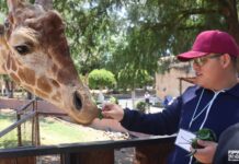 “Contando Manchas”: una experiencia para conocer y alimentar jirafas en el Zoológico de Morelia