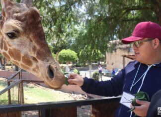 “Contando Manchas”: una experiencia para conocer y alimentar jirafas en el Zoológico de Morelia