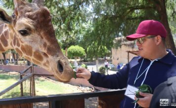 “Contando Manchas”: una experiencia para conocer y alimentar jirafas en el Zoológico de Morelia