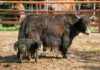 Crece la familia del Zoológico de Morelia: registran exitosa temporada de reproducciones