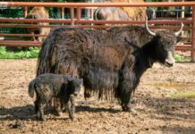 Crece la familia del Zoológico de Morelia: registran exitosa temporada de reproducciones
