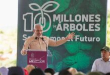Michoacán va por récord verde; inicia Bedolla campaña para plantar 13 millones de árboles