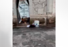 MACABRO HALLAZGO EN TARÍMBARO: ABANDONAN CABEZA HUMANA EN LA PLAZA PRINCIPAL