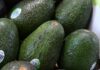 Reconocimiento a la Franja Aguacatera de Michoacán protege más de 150 mil empleos