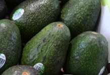 Reconocimiento a la Franja Aguacatera de Michoacán protege más de 150 mil empleos