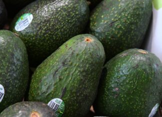 Reconocimiento a la Franja Aguacatera de Michoacán protege más de 150 mil empleos