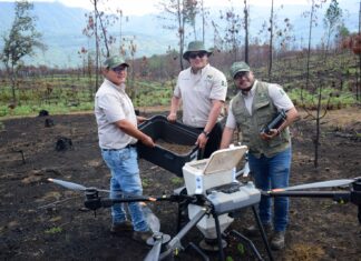 Así es la tecnología de las semillas que reforestan los bosques michoacanos