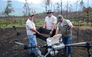 Así es la tecnología de las semillas que reforestan los bosques michoacanos