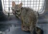 Zoológico de Morelia recibe a zorro gris rescatado por Profepa