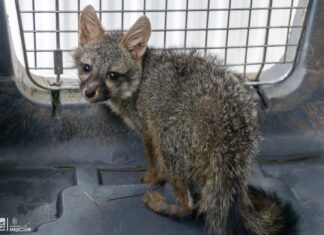 Zoológico de Morelia recibe a zorro gris rescatado por Profepa