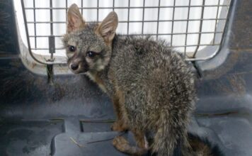 Zoológico de Morelia recibe a zorro gris rescatado por Profepa