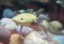 Zoológico de Morelia registra más de 500 nacimientos durante la actual administración