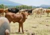 Michoacán destinará 47 mdp para combatir al gusano barrenador